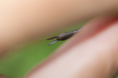 Rhionaeschna cornigera