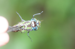 Rhionaeschna cornigera