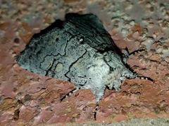Charadra dispulsa