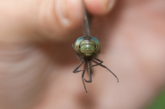 Rhionaeschna cornigera