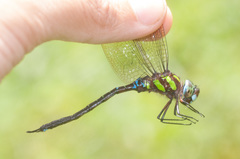 Rhionaeschna cornigera