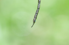 Rhionaeschna cornigera