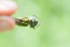 Rhionaeschna cornigera