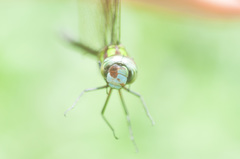 Rhionaeschna cornigera