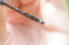 Rhionaeschna cornigera