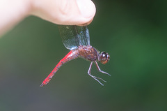 Libellula herculea