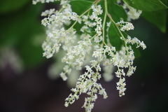 Trymalium odoratissimum