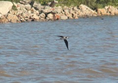 Himantopus mexicanus mexicanus