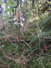 Corallorhiza macrantha