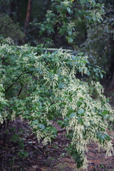 Trymalium odoratissimum