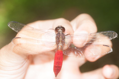 Libellula herculea