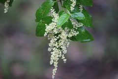 Trymalium odoratissimum