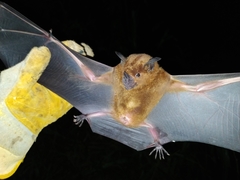 Phyllostomus hastatus