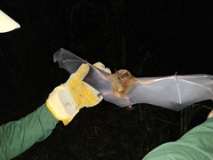 Phyllostomus hastatus