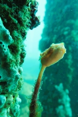 Cochleoceps bicolor