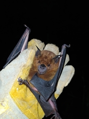 Phyllostomus hastatus