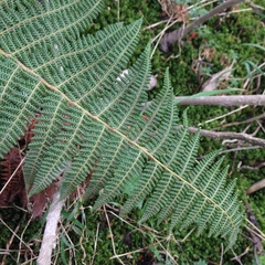 Polystichum speciosissimum
