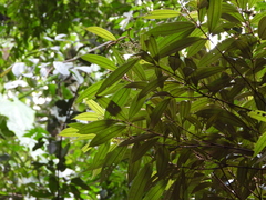 Miconia chrysophylla