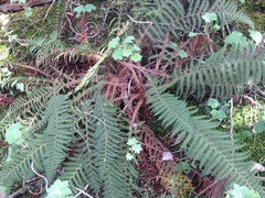 Polystichum speciosissimum
