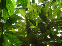 Miconia chrysophylla