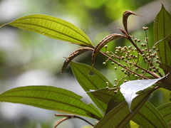 Miconia chrysophylla