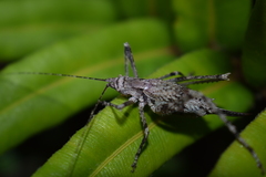 Polycleptidella chilensis
