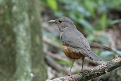 Turdus rufiventris