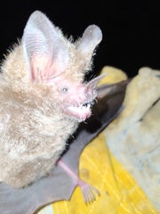 Trachops cirrhosus