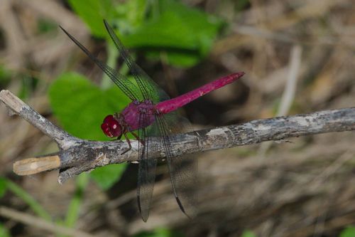 Carmine Skimmer photo 6