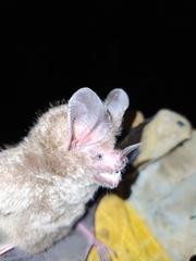 Trachops cirrhosus