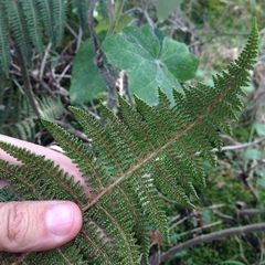 Polystichum speciosissimum