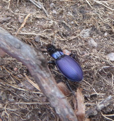 Laemostenus janthinus