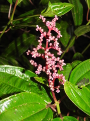 Miconia ciliata