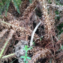 Polystichum speciosissimum