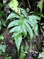 Tectaria heracleifolia