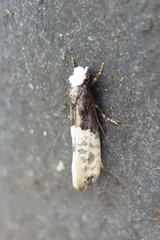 Trichophaga tapetzella