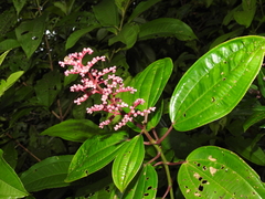 Miconia ciliata