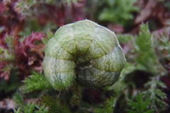 Macdunnoughia confusa