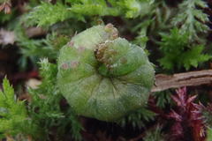 Macdunnoughia confusa