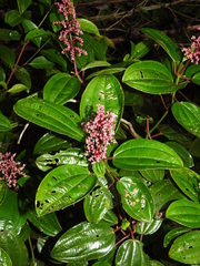 Miconia ciliata