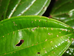 Miconia ciliata