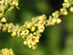 Verbascum chaixii