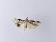 Eudonia pongalis
