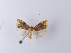 Pyrgotis eudorana