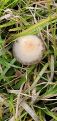 Panaeolus fimicola