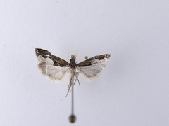 Eudonia hemiplaca