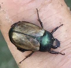 Anomala testaceipennis