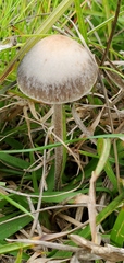 Panaeolus fimicola