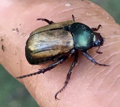 Anomala testaceipennis