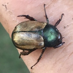 Anomala testaceipennis